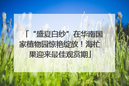 “盛夏白纱”在华南国家植物园惊艳绽放！海杧果迎来最佳观赏期