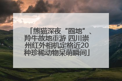 熊猫深夜“圈地”、羚牛故地重游 四川崇州红外相机定格近20种珍稀动物呆萌瞬间