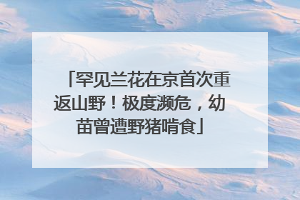 罕见兰花在京首次重返山野！极度濒危，幼苗曾遭野猪啃食