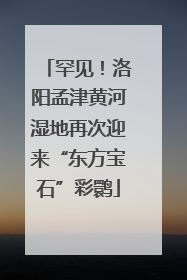 罕见！洛阳孟津黄河湿地再次迎来“东方宝石”彩鹮