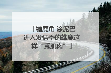 缠鹿角 涂泥巴 进入发情季的雄鹿这样“秀肌肉”
