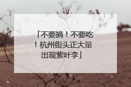 不要摘！不要吃！杭州街头正大量出现紫叶李