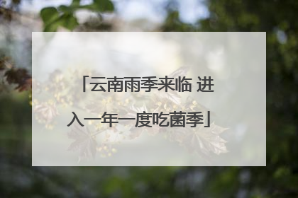 云南雨季来临 进入一年一度吃菌季