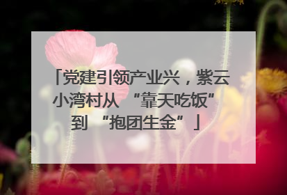 党建引领产业兴，紫云小湾村从 “靠天吃饭” 到 “抱团生金”