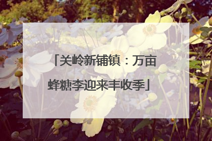 关岭新铺镇：万亩蜂糖李迎来丰收季