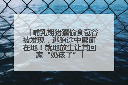 哺乳期猪獾偷食苞谷被发现，逃跑途中累瘫在地！就地放生让其回家“奶孩子”