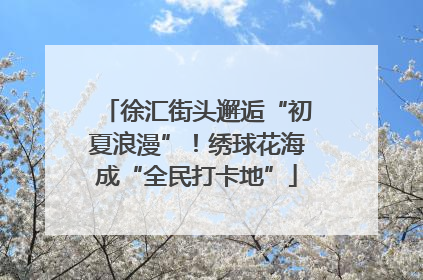 徐汇街头邂逅“初夏浪漫”！绣球花海成“全民打卡地”