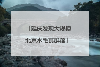 延庆发现大规模北京水毛茛群落