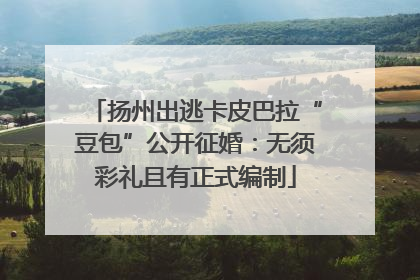 扬州出逃卡皮巴拉“豆包”公开征婚：无须彩礼且有正式编制