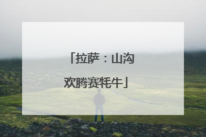 拉萨：山沟欢腾赛牦牛