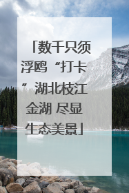 数千只须浮鸥“打卡”湖北枝江金湖 尽显生态美景