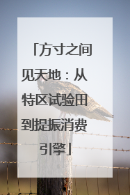 方寸之间见天地：从特区试验田到提振消费引擎