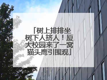 树上排排坐 树下人挤人！厦大校园来了一窝猫头鹰引围观