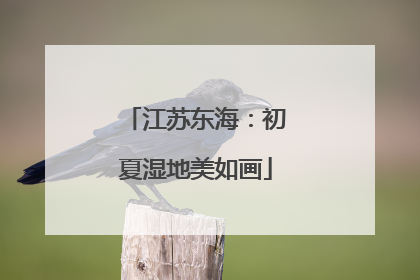 江苏东海：初夏湿地美如画
