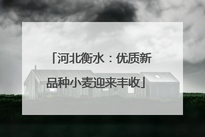 河北衡水：优质新品种小麦迎来丰收