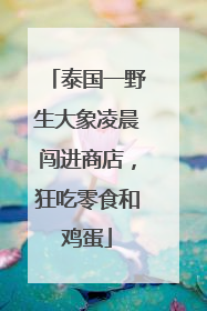泰国一野生大象凌晨闯进商店，狂吃零食和鸡蛋