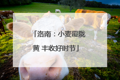 洛南：小麦覆陇黄 丰收好时节