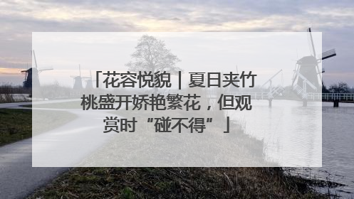 花容悦貌｜夏日夹竹桃盛开娇艳繁花，但观赏时“碰不得”