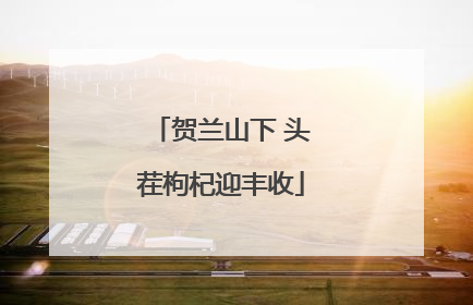 贺兰山下 头茬枸杞迎丰收