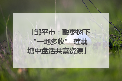 邹平市：酸枣树下“一地多收” 莲藕塘中盘活共富资源