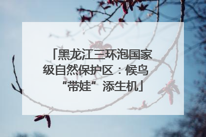 黑龙江三环泡国家级自然保护区：候鸟“带娃”添生机